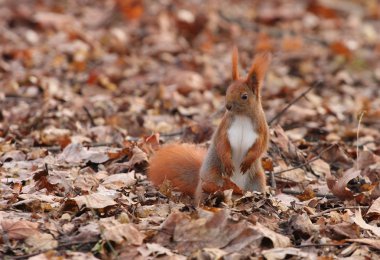 Autumn squirrel clipart