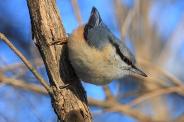 Nuthatch clipart