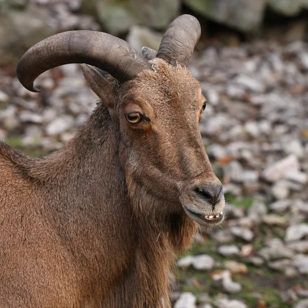 stock image Horn lamb