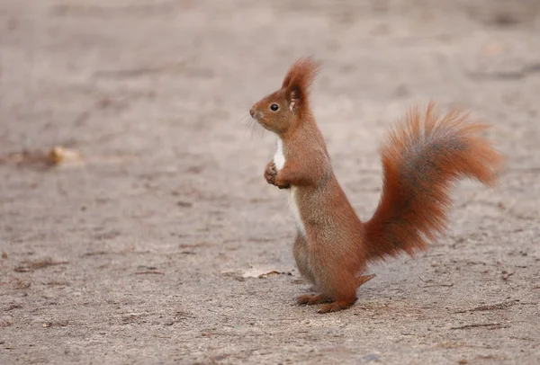 붉은 다람쥐 — 스톡 사진