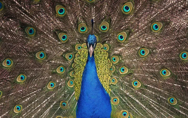 stock image Peacock