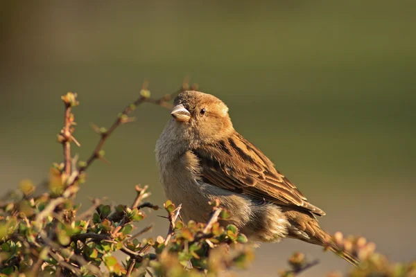 Sparrow hause burung gereja — Stok Foto