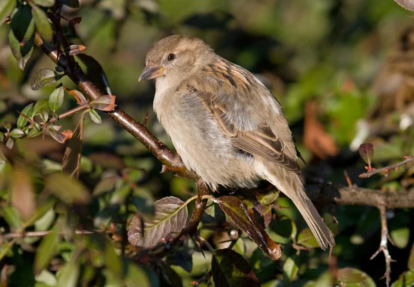 Σπίτι sparrow σπουργίτι — Φωτογραφία Αρχείου
