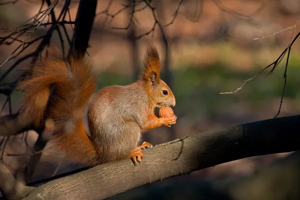Red squirrel Royalty Free Stock Photos