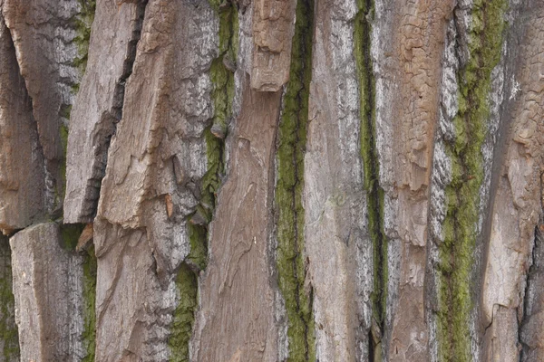 Bark texture Stock Image