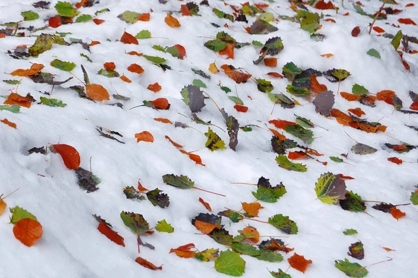雪の上の葉します。 — ストック写真