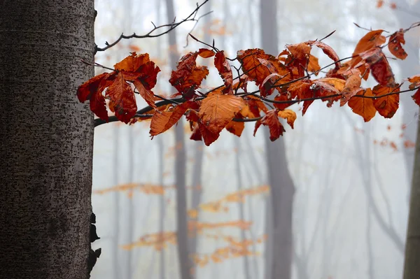 De tak van haagbeuk met herfst verlaten — Stockfoto