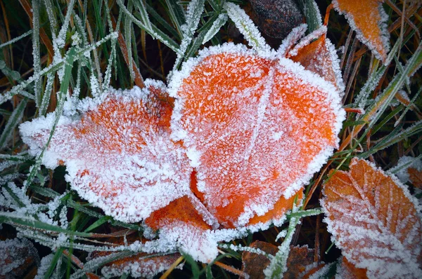 Aspen leaves in the frost — Stock Photo, Image