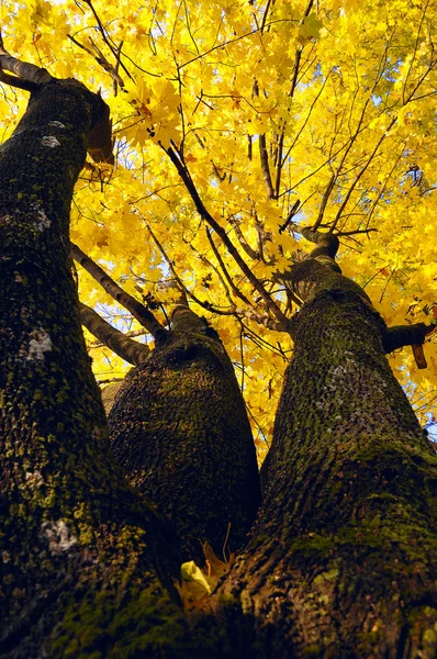 Bordo com folhas de outono amarelas — Fotografia de Stock