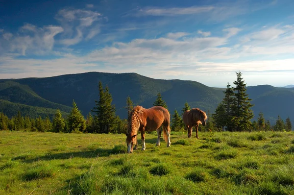 Häst på betesmark — Stockfoto