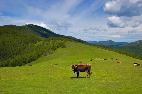 Cow in mountains — Stock Photo, Image