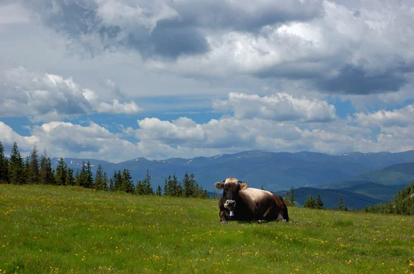 Mucca in montagna — Foto Stock