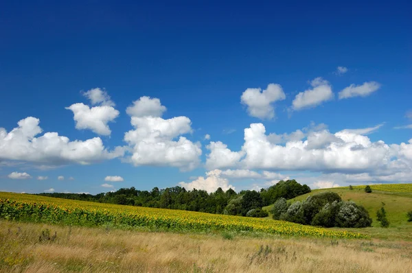 Feld aus Sonnenblumen und blauem Himmel — Stockfoto
