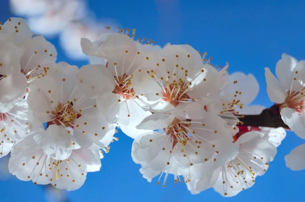 Spring bloom of apricot tree — Stock Photo, Image