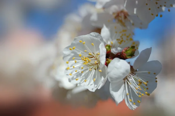 Flor de primavera de damasco árvore — Fotografia de Stock