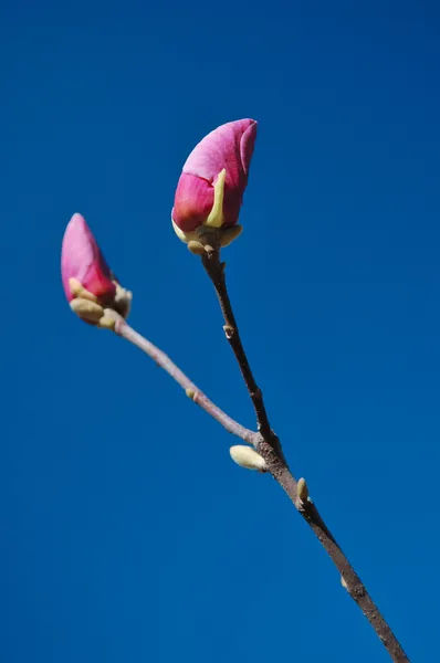 Magnolia fleuri — Photo
