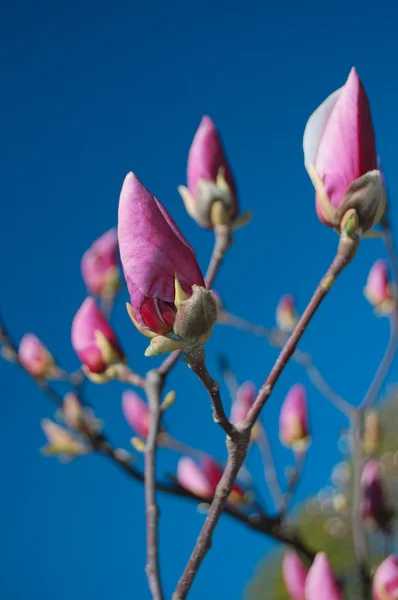 Blommande magnolia — Stockfoto