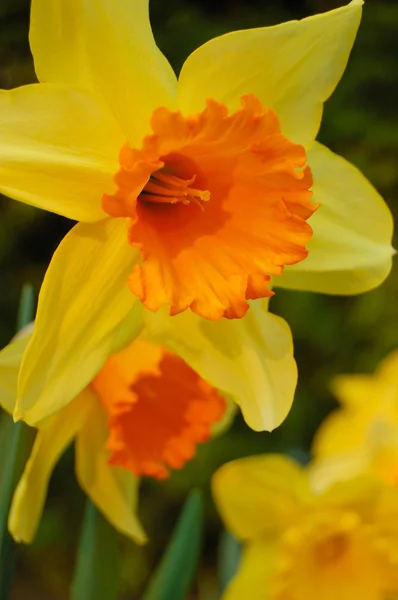 Narcisos floridos — Fotografia de Stock