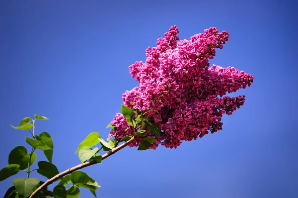 Kvetoucí větev šeříku — Stock fotografie