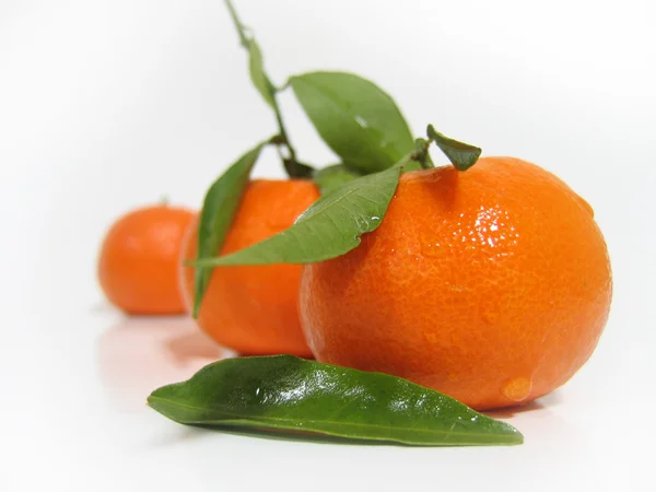Mandarines — Stock fotografie