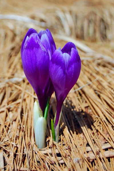 Kvetoucí krokusy — Stock fotografie