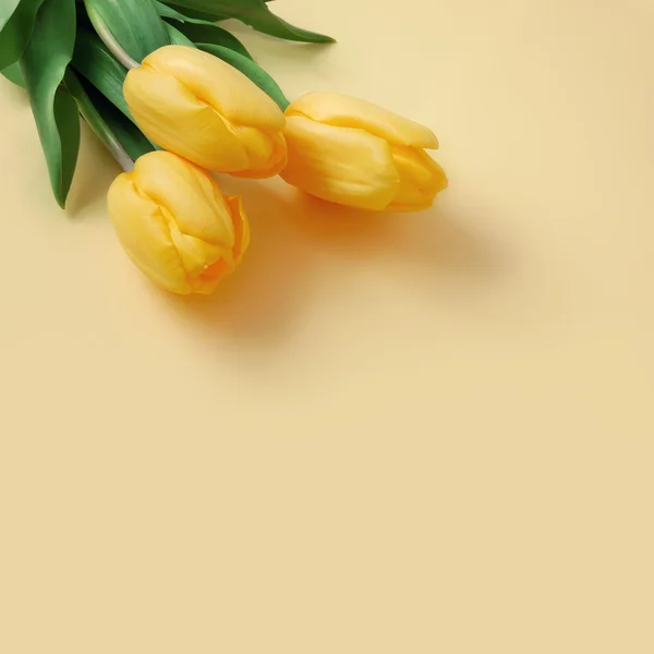 Tulipas amarelas — Fotografia de Stock