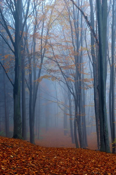 Herbst im Holz — Stockfoto
