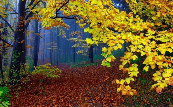 Hösten i trä — Stockfoto