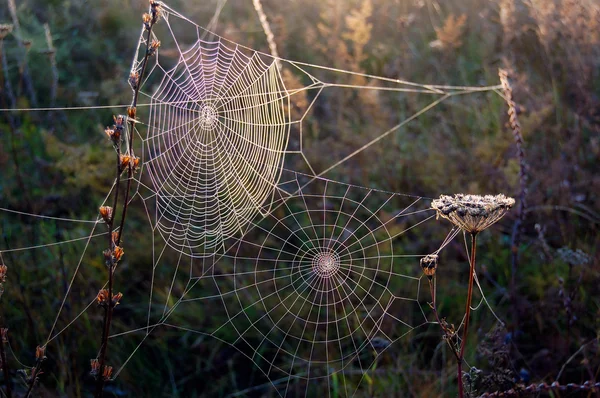 stock image Two webs