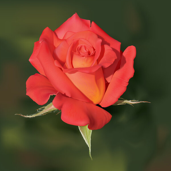 Raster illustration of an is gentle-pink rose