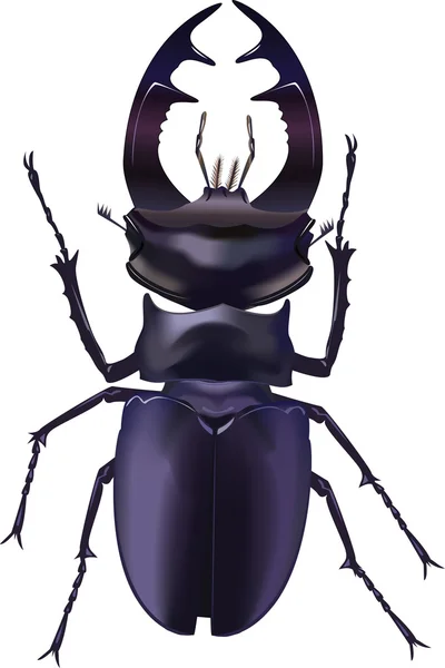 The real bug. — Stock Photo, Image