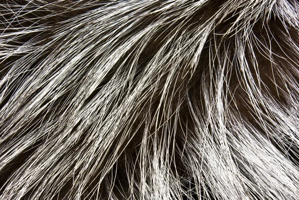 stock image Fur of a silver fox