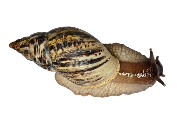 Achatina reticulata snail — Stock Photo, Image