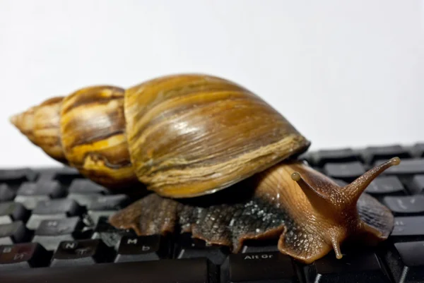 Snail on keyboard Stock Picture