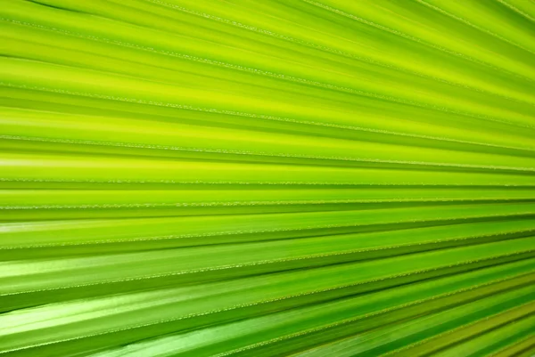 Palm blad textuur Rechtenvrije Stockafbeeldingen