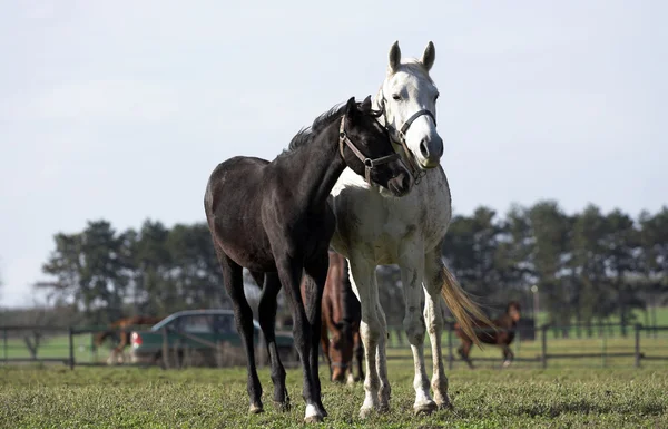 Dos caballos. — Foto de Stock