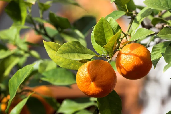 stock image Oranges on the tree.