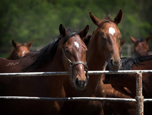 Porträtt av hästar — Stockfoto