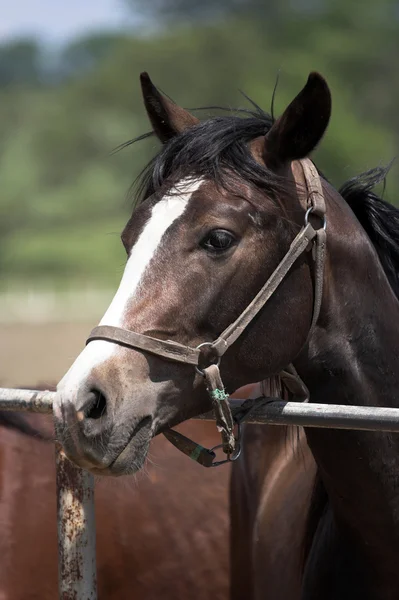 Häst på landsbygden — Stockfoto