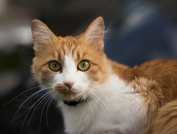 빨간 머리 고양이 — 스톡 사진