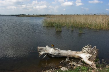 Bulrush