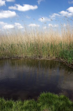 Bulrush