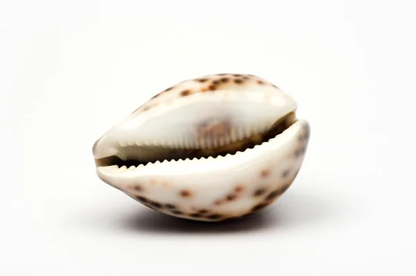 stock image Shell