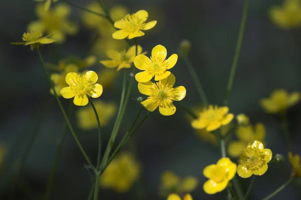 Wilde gelbe Frühlingsblumen — Stockfoto
