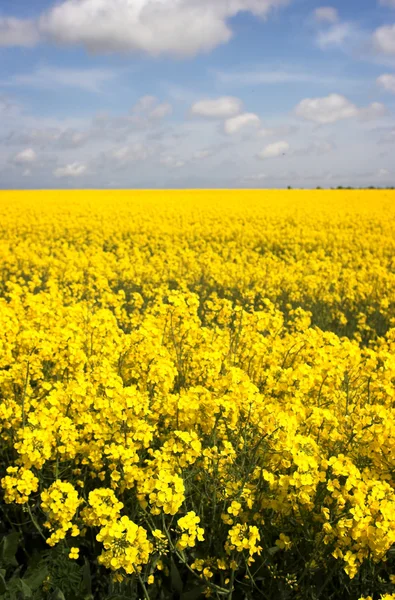 黄色の菜の花畑 — ストック写真