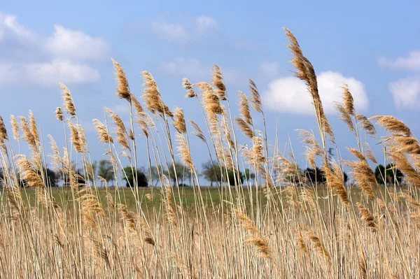 Stock image Bulrush