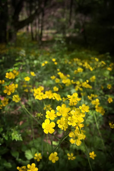 Flores de primavera amarelo selvagem — Fotografia de Stock