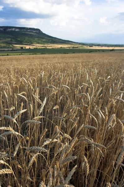 金色の麦畑 — ストック写真