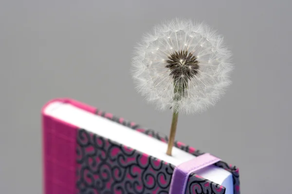 Notebook and dandelion — Stock Photo, Image