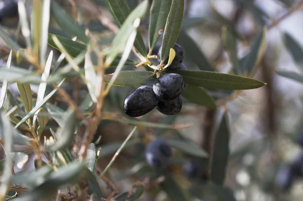 stock image Olives on branch